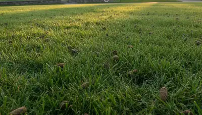 Healthy Waltham MA lawn recovering after professional aeration treatment by Chop Chop Landscaping
